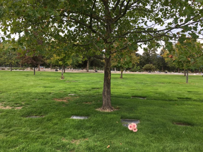 thesitein2015.jpg